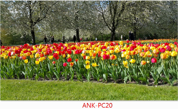 Gạch tranh phong cảnh Anh Khang ANK-PC20