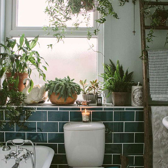 Nên trồng cây gì trong nhà vệ sinh thì tốt nhất